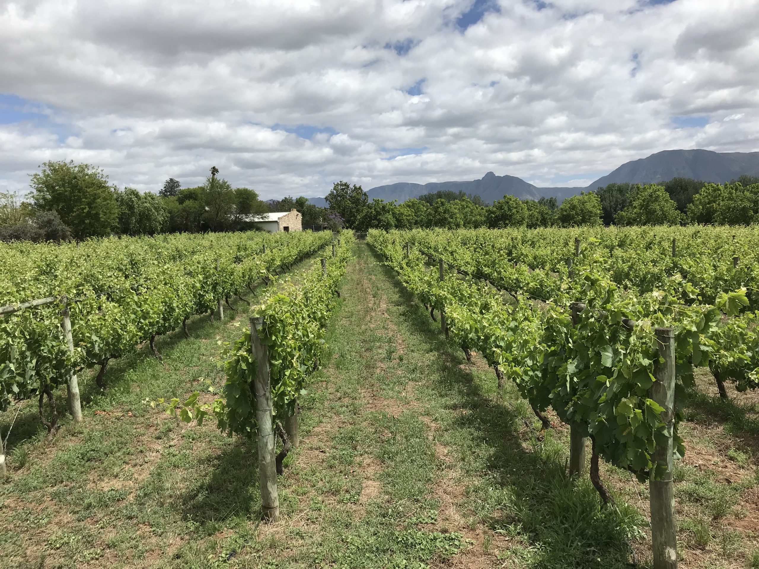 De Doornkraal award-winning wines