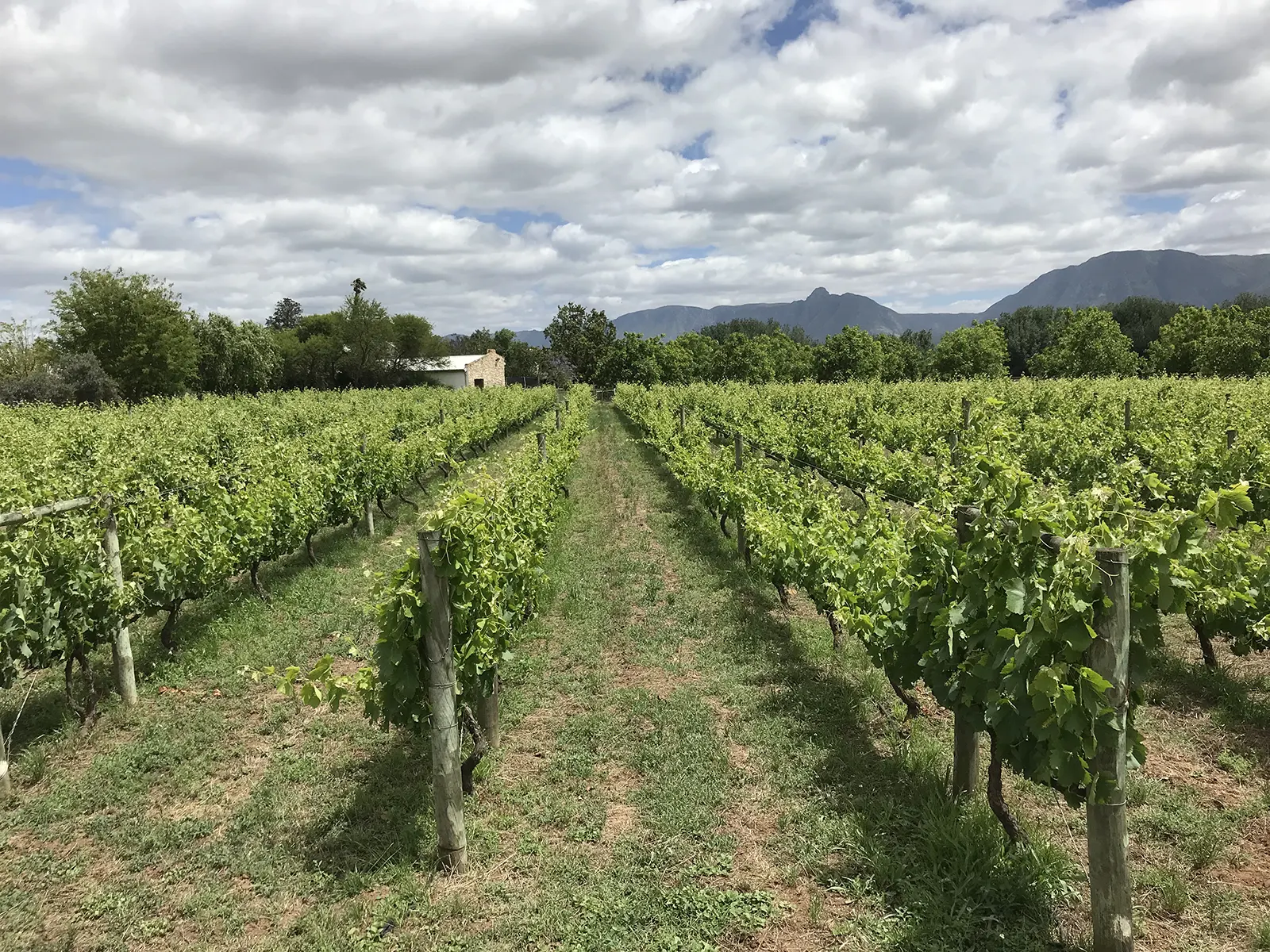 Dedoornkraal's award winning Syrah wines