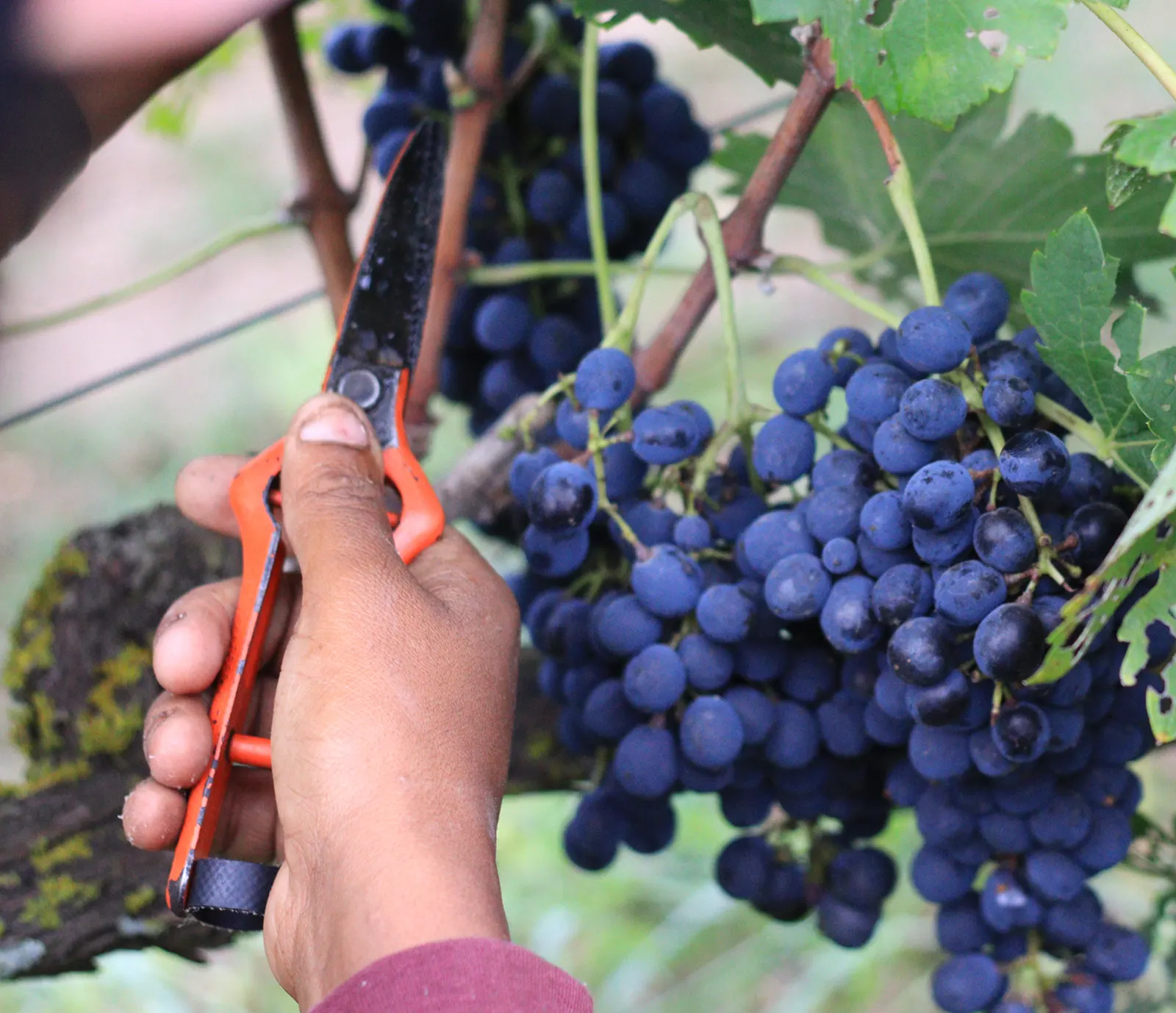 Dedoornkraal award winning wines